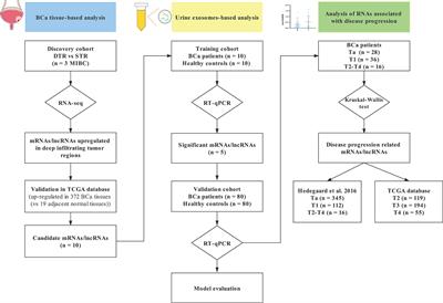 Combination of Urine Exosomal mRNAs and lncRNAs as Novel Diagnostic Biomarkers for Bladder Cancer